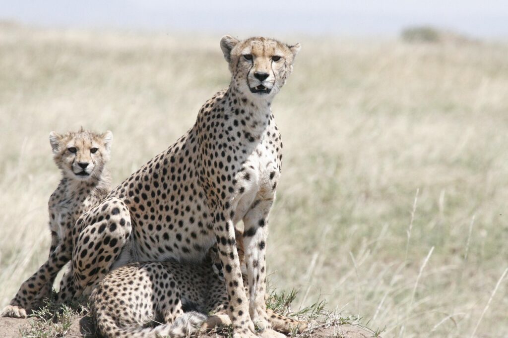 Celebrating International Cheetah Day: Honoring the World’s Fastest Cat - Xpino's Blog