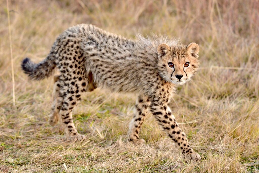 Celebrating International Cheetah Day: Honoring the World’s Fastest Cat - Xpino's Blog